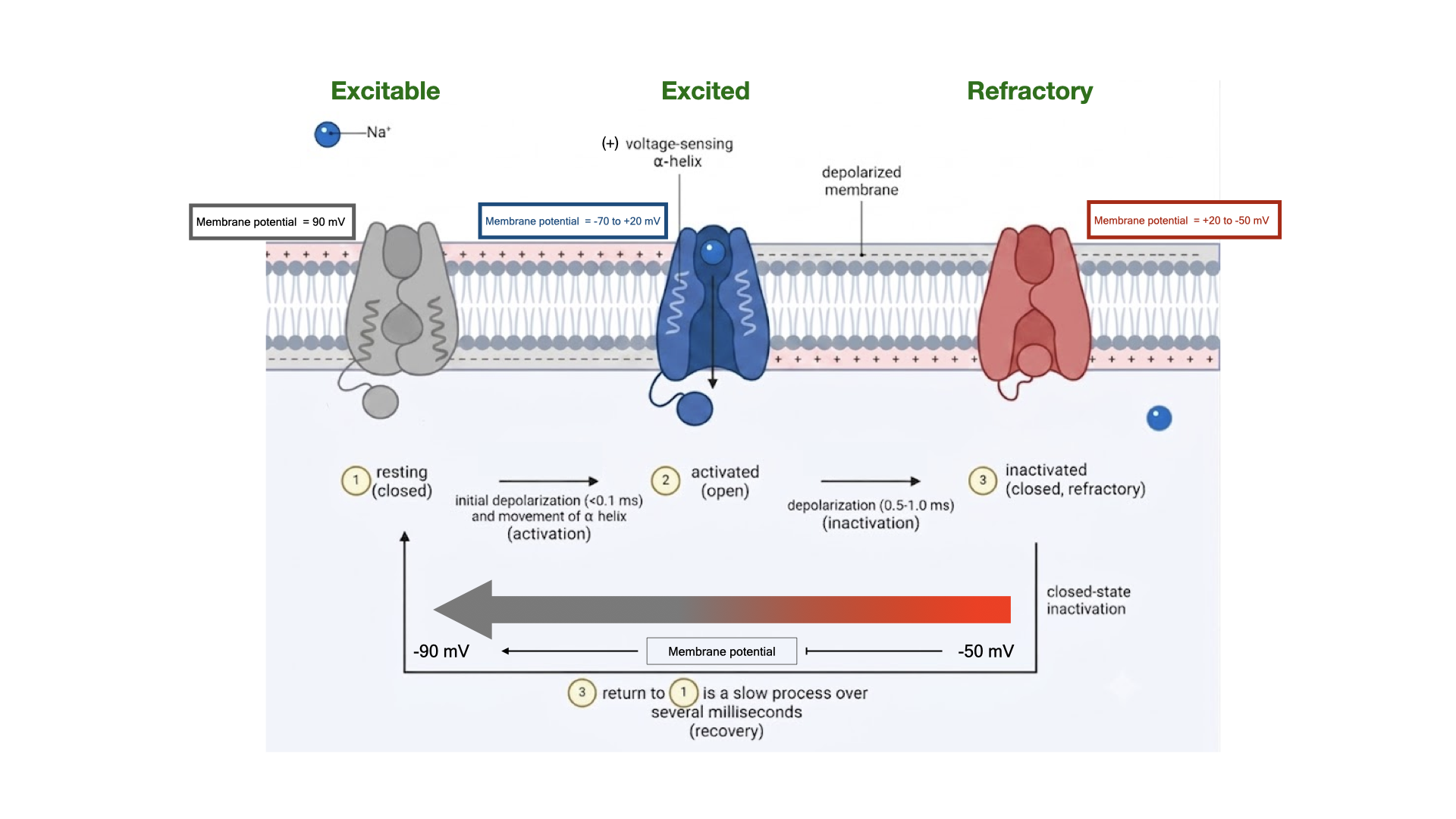 Fast sodium channel state cycle showing resting available, activated open, and inactivated refractory conformations with recovery during repolarization.