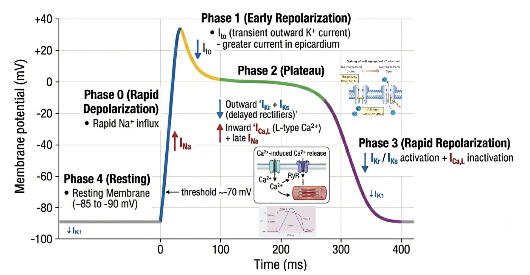 Annotated fast-response action potential showing phases zero through four and their principal ionic currents.