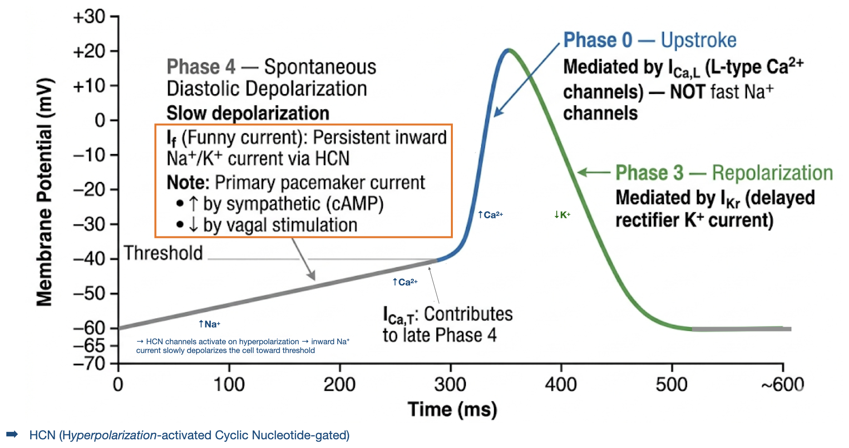 Annotated slow-response nodal action potential showing spontaneous phase four, calcium-dependent phase zero, and potassium-dependent phase three.